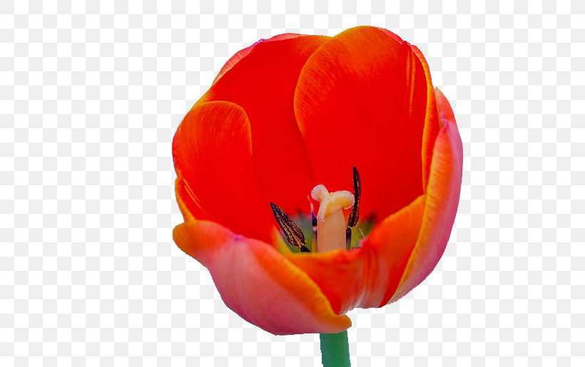Tulipa Gesneriana Flower Wallpaper, PNG, 650x515px, Tulipa Gesneriana, Close Up, Designer, Disk Image, Flower Download Free
