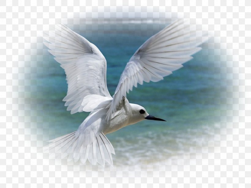 Bird Flight Owl Gulls White Tern, PNG, 1440x1080px, Bird, Beak, Bird Flight, Bird Of Prey, Charadriiformes Download Free
