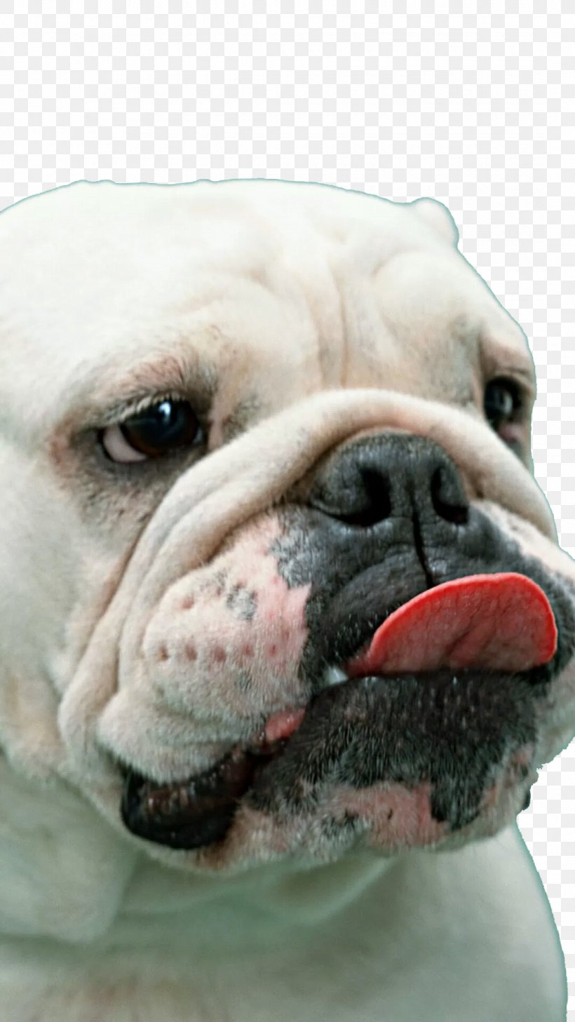 French Bulldog Boxer White English Bulldog American Bulldog, PNG, 1080x1920px, Boxer, Australian Bulldog, British Bulldogs, Bulldog, Carnivoran Download Free