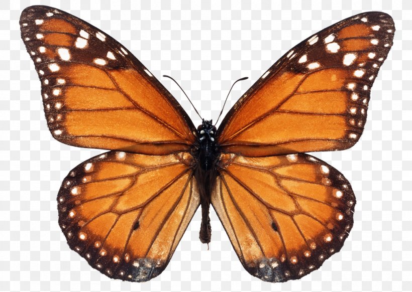 Monarch Butterfly Milkweed Butterflies Viceroy Stock Photography, PNG, 1011x718px, Butterfly, Arthropod, Brush Footed Butterfly, Brushfooted Butterflies, Common Milkweed Download Free