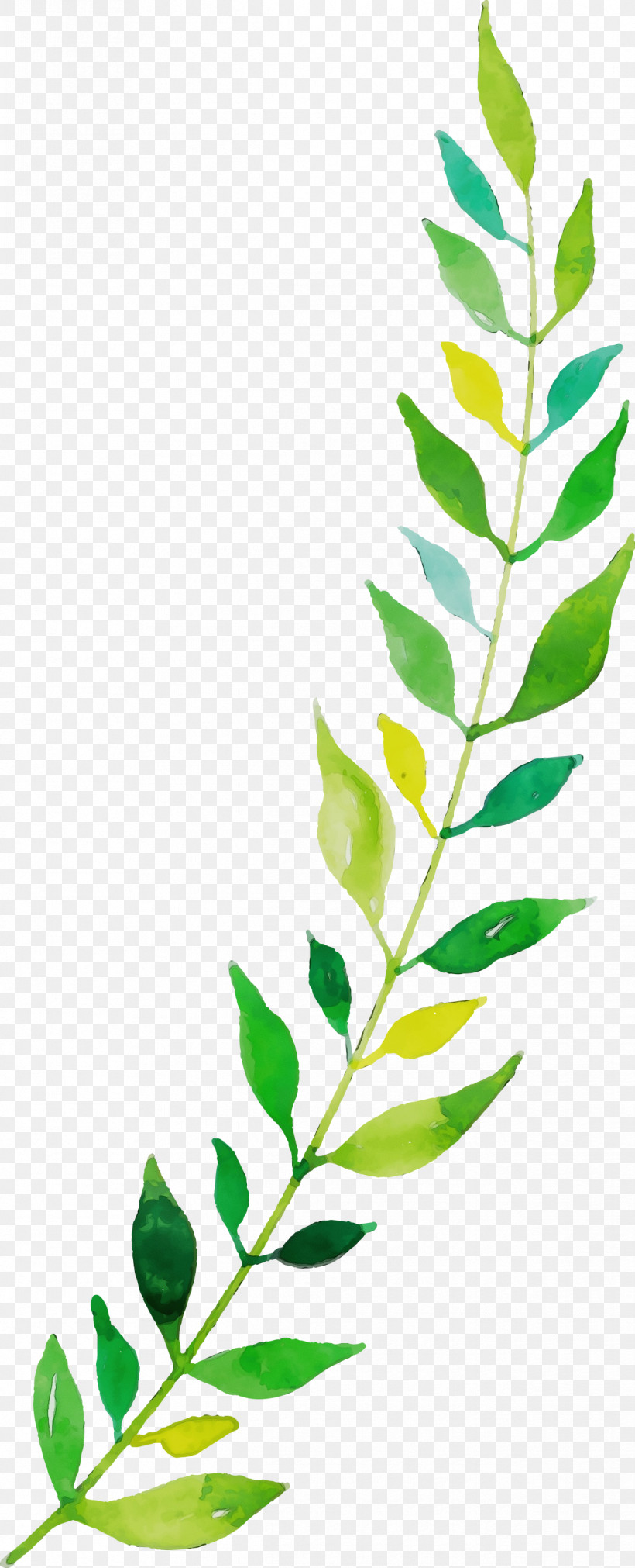 Twig Plant Stem Leaf Line Plants, PNG, 1216x2999px, Watercolor Autumn, Biology, Leaf, Line, Paint Download Free