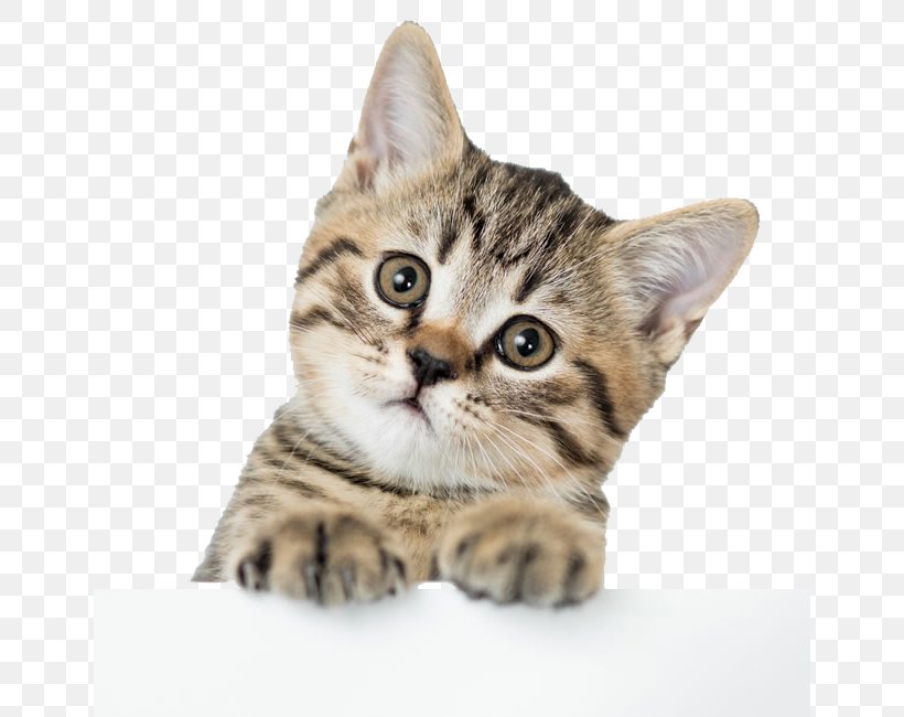 American Shorthair British Shorthair Kitten Dog Puppy, PNG, 650x650px, American Shorthair, American Bobtail, American Wirehair, Asian, Australian Mist Download Free