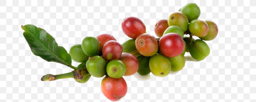 Berry Kona Coffee Cafe Arabica Coffee, PNG, 1280x512px, Berry, Arabica Coffee, Cafe, Cherry, Coffea Download Free