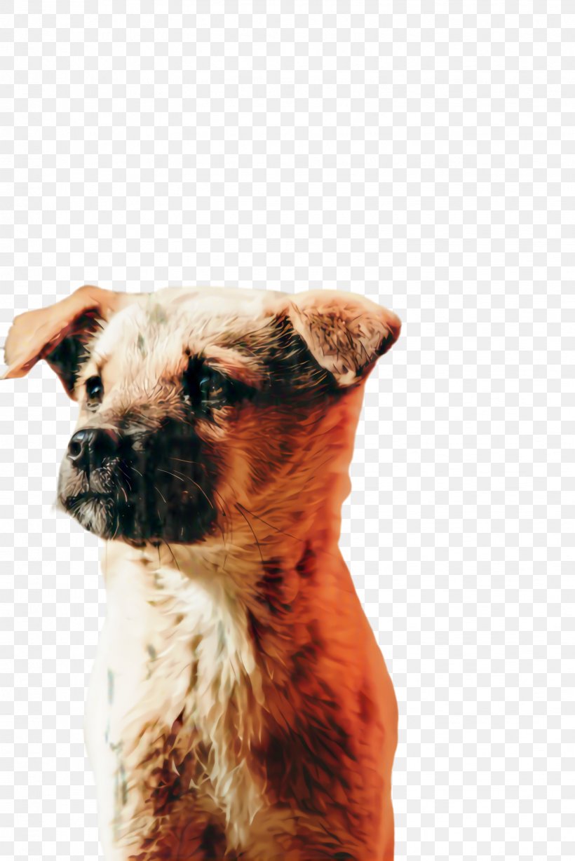 Cute Border, PNG, 1632x2445px, Cute Dog, Animal, Border Terrier, Breed, Canidae Download Free