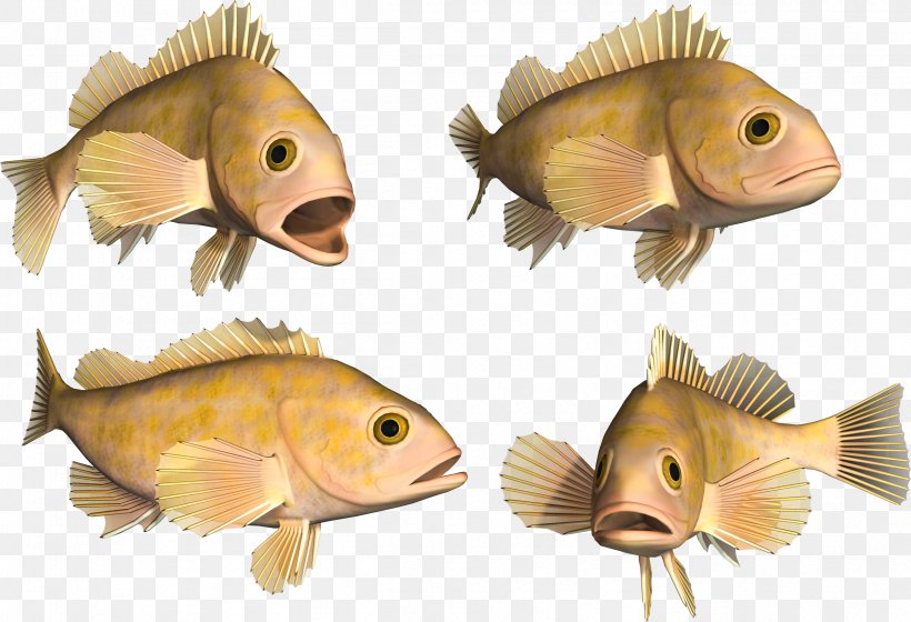 Deep Sea Fish, PNG, 2398x1638px, Fish, Deep Sea, Deep Sea Fish, Fauna, Grouper Download Free