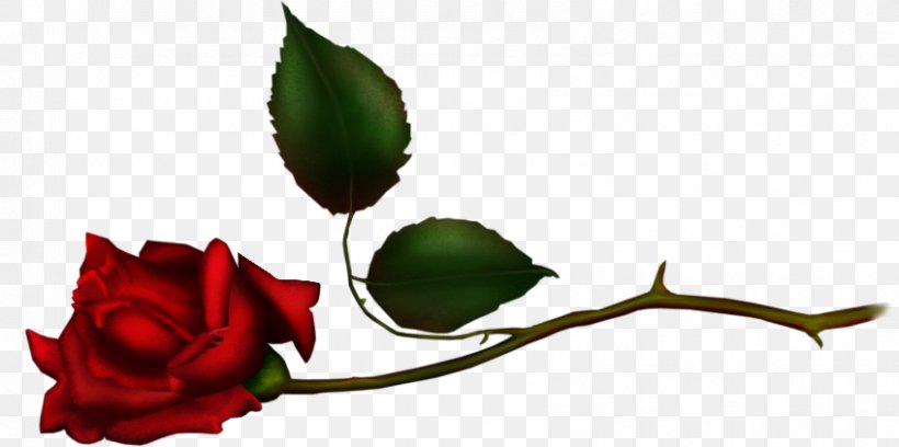 Garden Roses Clip Art, PNG, 848x422px, Garden Roses, Branch, Bud, Cut Flowers, Flora Download Free