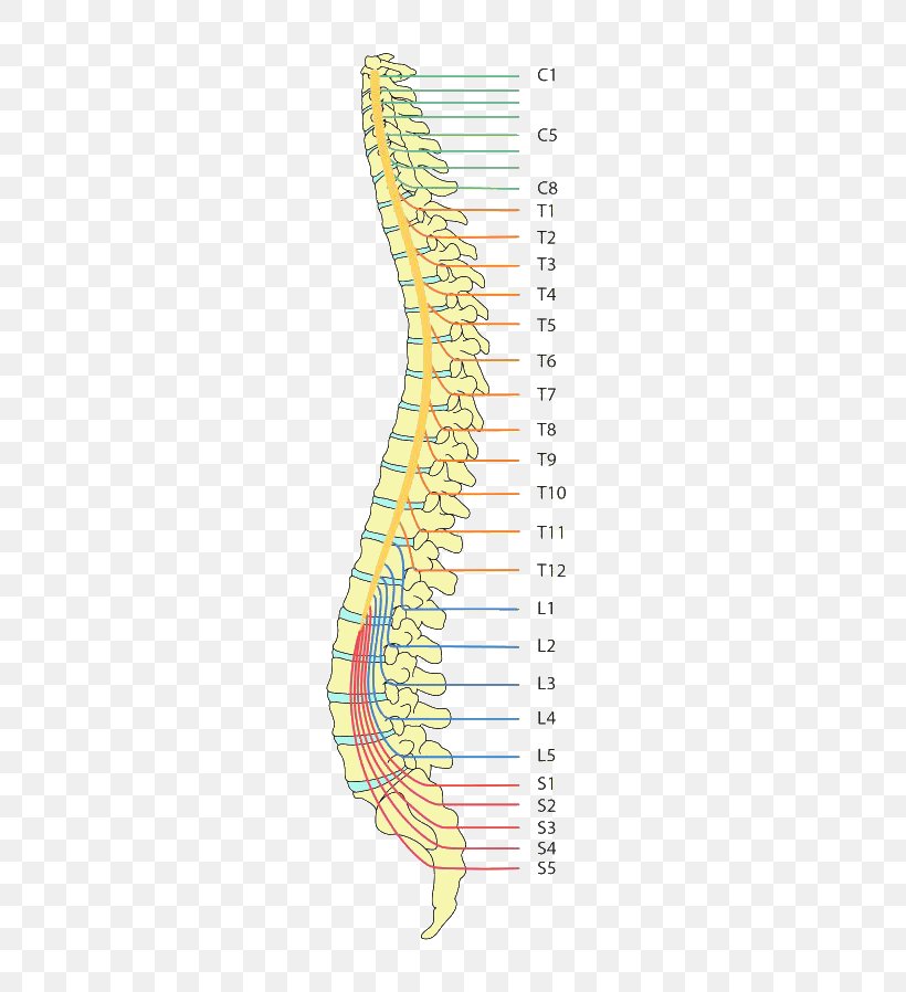 Paraplegia Spinal Cord Injury Tetraplegia Vertebral Column Dermatome, PNG, 340x898px, Watercolor, Cartoon, Flower, Frame, Heart Download Free
