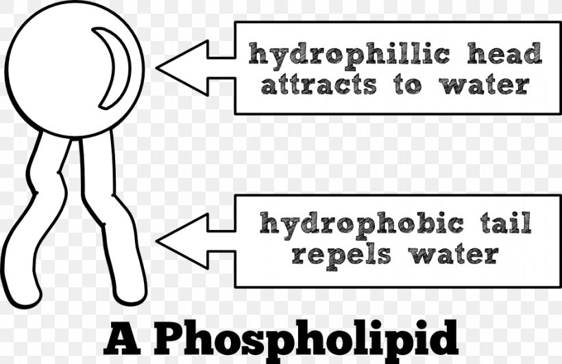 Phospholipid Lipid Bilayer Cell Membrane Biological Membrane, PNG, 937x608px, Watercolor, Cartoon, Flower, Frame, Heart Download Free