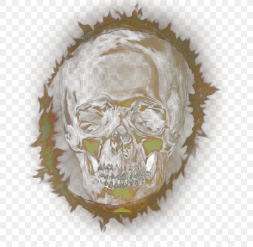 Skull Bone Homo Sapiens Euclidean Vector, PNG, 709x800px, Skull, Bone, Gratis, Head, Homo Sapiens Download Free