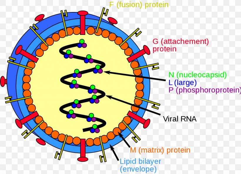Nipah Virus Infection Hendra Virus Host, PNG, 1280x927px, Virus, Area, Diagram, Disease, Emerging Infectious Disease Download Free