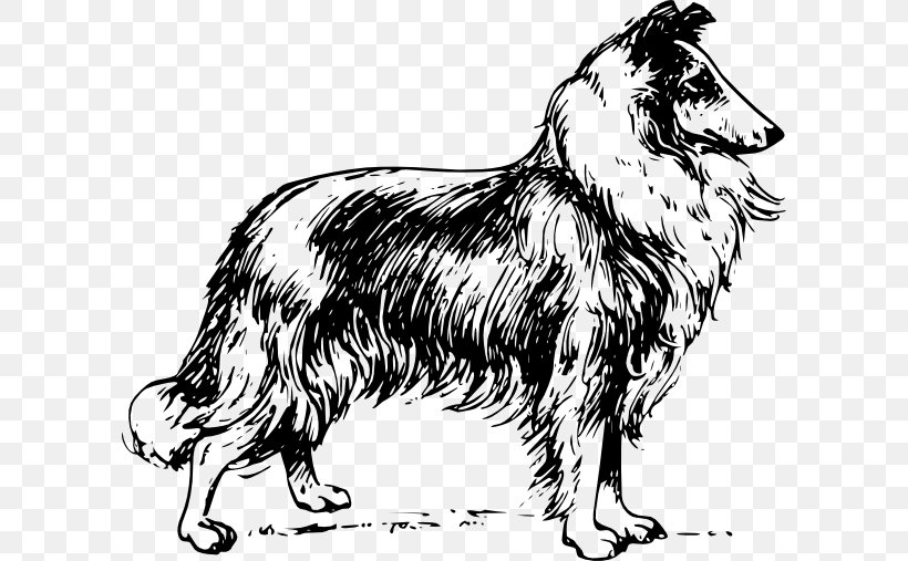 Rough Collie Border Collie Shetland Sheepdog Bearded Collie Scotch Collie, PNG, 600x507px, Rough Collie, Bearded Collie, Black And White, Border Collie, Carnivoran Download Free