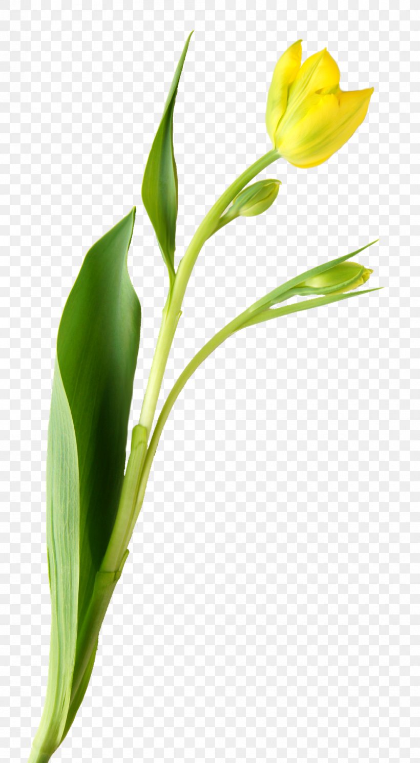 Tulip Cut Flowers Plant Stem Bud, PNG, 990x1800px, Tulip, Bud, Cut Flowers, Flower, Flowering Plant Download Free