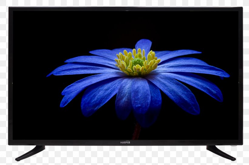 Desktop Wallpaper Flower, PNG, 1000x667px, Flower, Anemone, Art, Computer Monitor, Display Device Download Free