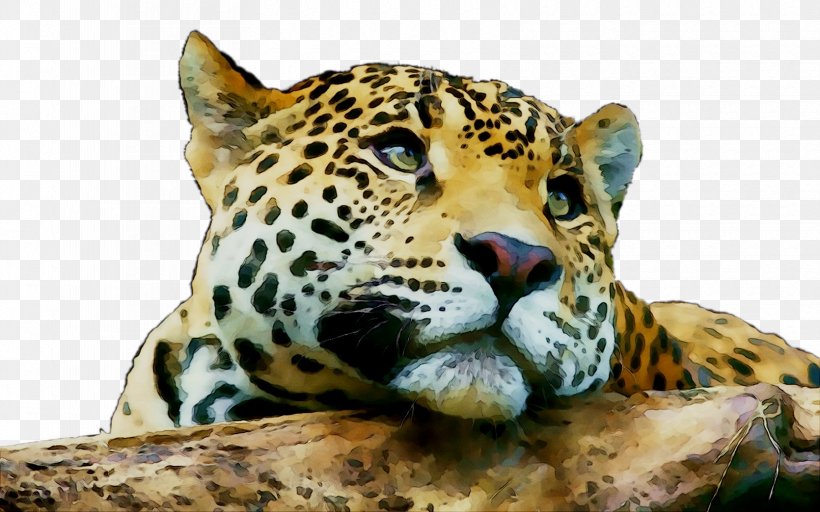 Jaguar Leopard Tiger Cat Lion, PNG, 1670x1044px, Jaguar, Adaptation, African Leopard, Animal, Animal Figure Download Free