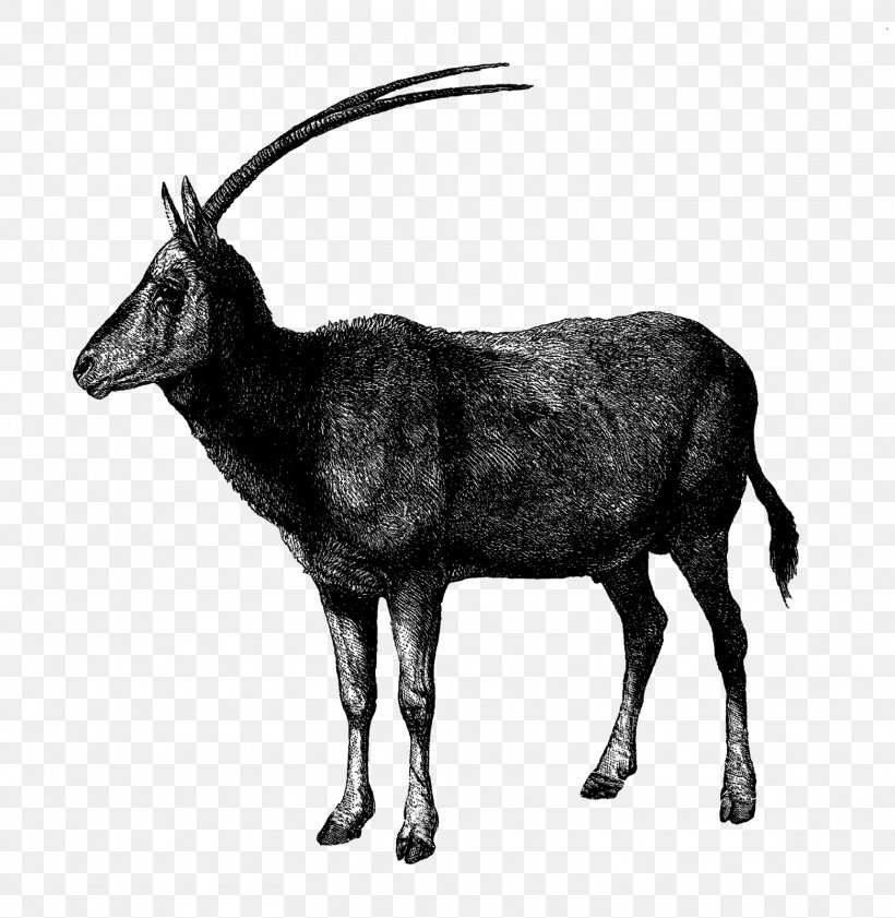 Antelope Gemsbok Drawing Arabian Oryx, PNG, 1559x1600px, Antelope, Animal, Arabian Oryx, Art, Black And White Download Free