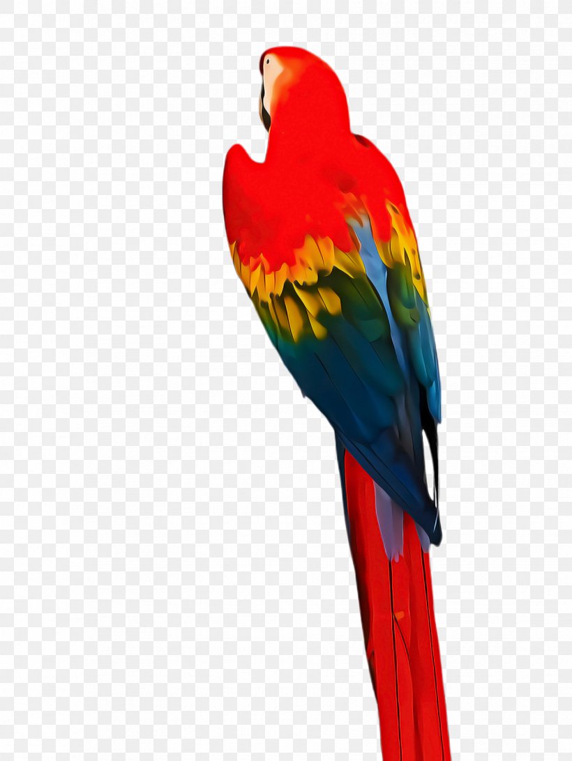 Bird Parrot, PNG, 1732x2308px, Macaw, Beak, Bird, Budgie, Feather Download Free