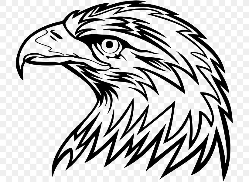 Bald Eagle Bird Clip Art, PNG, 715x600px, Bald Eagle, Artwork, Beak, Bird, Bird Of Prey Download Free