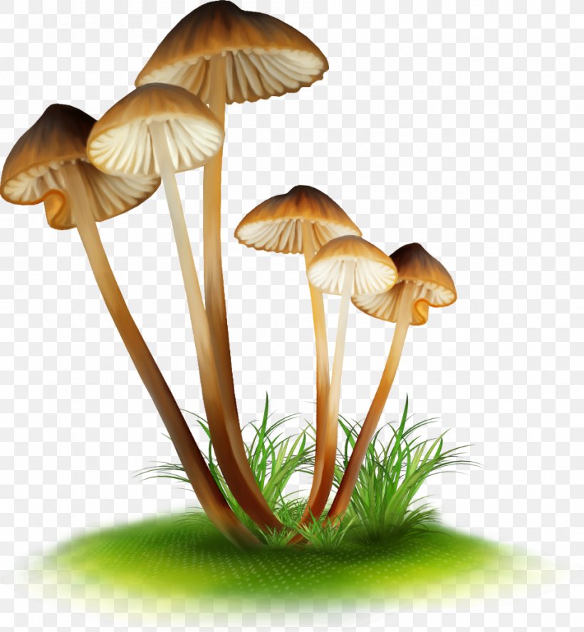 Drawing False Honey Fungus Edible Mushroom, PNG, 946x1024px, Drawing, Agaric, Bolete, Brown Cap Boletus, Edible Mushroom Download Free