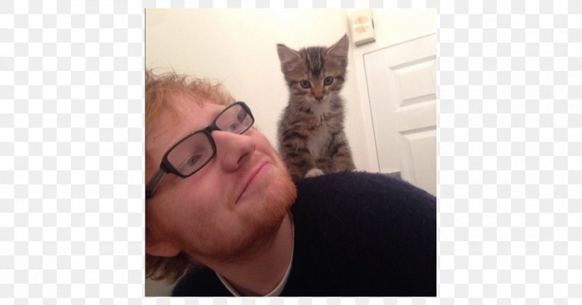 Ed Sheeran Kitten International Cat Day Celebrity, PNG, 1200x630px, Watercolor, Cartoon, Flower, Frame, Heart Download Free