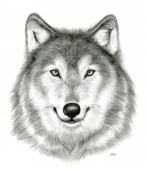 Gray Wolf Drawing Pencil Sketch Png 670x503px Gray Wolf Animal