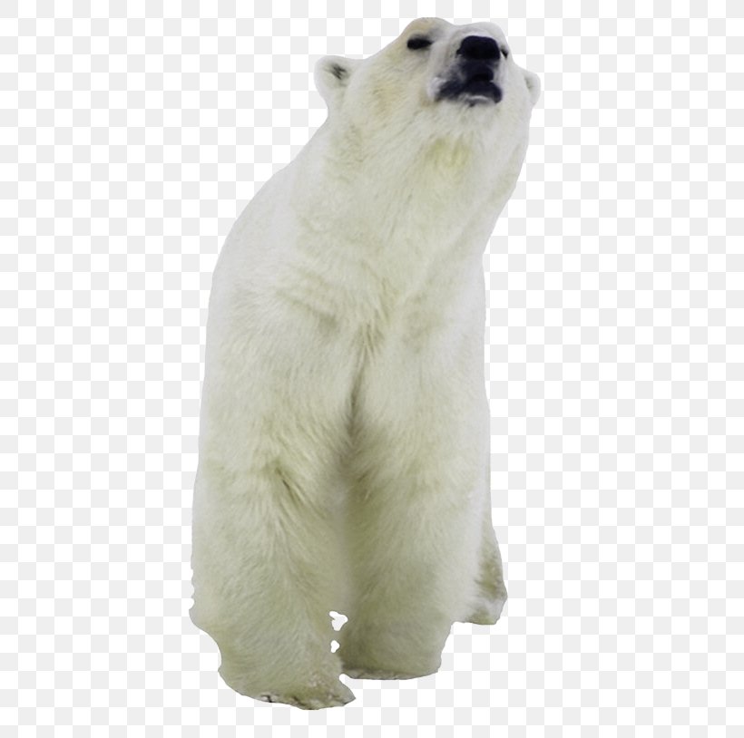 Polar Bear American Black Bear Clip Art Kodiak Bear Pizzly, PNG, 509x814px, Polar Bear, Alaska Peninsula Brown Bear, American Black Bear, Animal, Bear Download Free