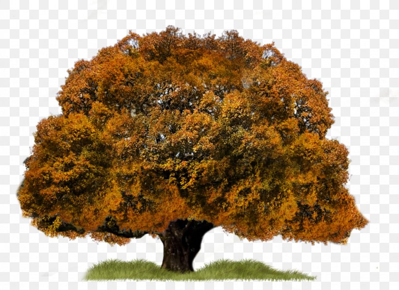 Tree, PNG, 1024x746px, Tree, Autumn, Computer Graphics, Concepteur, Deciduous Download Free