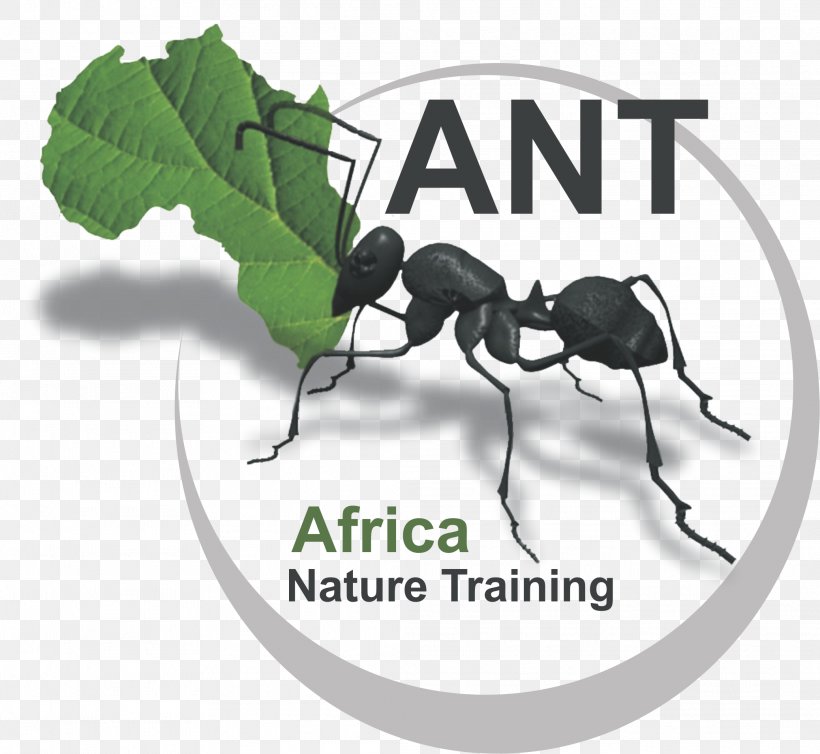 Ant Africa Nature Training Conservation Irene, PNG, 2077x1912px, Ant, Arthropod, Brand, Conservation, Facebook Download Free