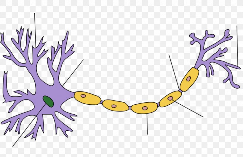 Biological Neuron Model Artificial Neural Network Action Potential Artificial Neuron, PNG, 1024x664px, Neuron, Action Potential, Art, Artificial Neural Network, Artificial Neuron Download Free
