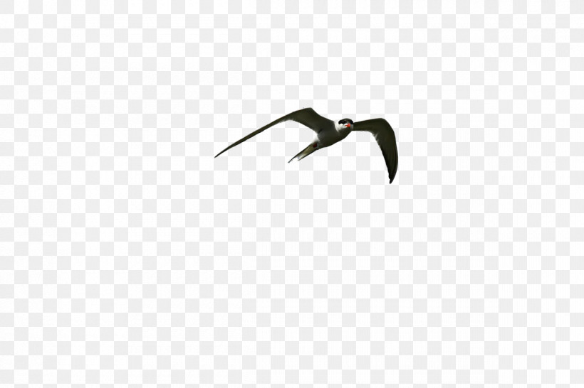 Birds Angle Beak Font Biology, PNG, 1200x800px, Birds, Angle, Beak, Biology, Geometry Download Free