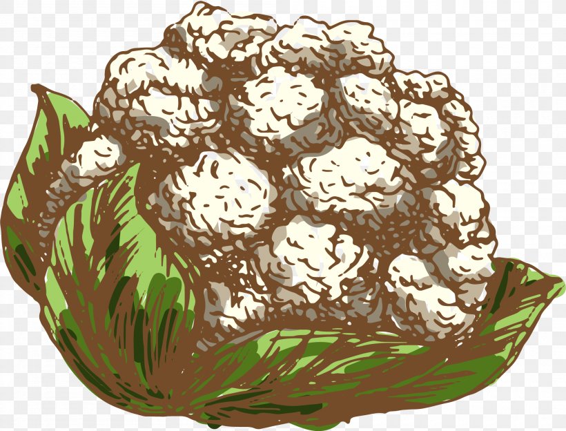 Cauliflower Drawing Vegetable Illustration, PNG, 2100x1600px