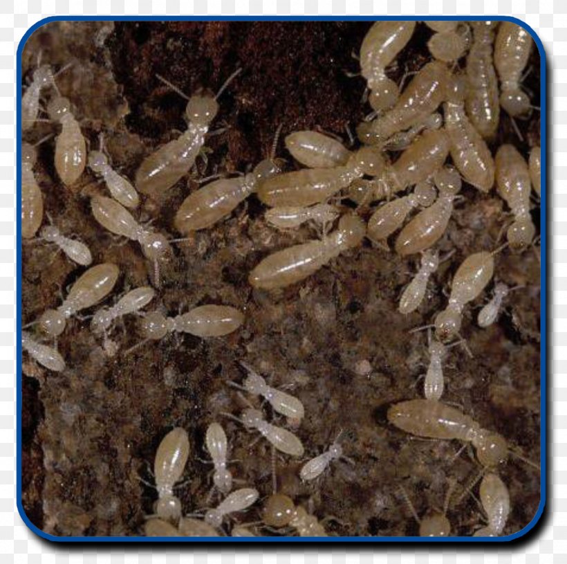 Eastern Subterranean Termite Reticulitermes Lucifugus Pest Control Les Termites, PNG, 1122x1116px, Termite, Alamy, Eastern Subterranean Termite, Essential Pest Control, Fauna Download Free