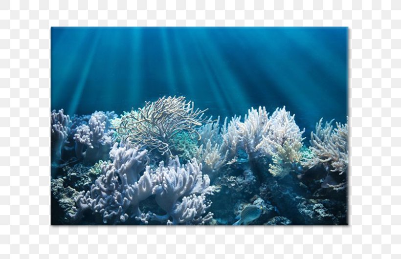 Jellyfish Coral Reef Underwater Red Sea, PNG, 750x530px, Jellyfish, Belize Barrier Reef, Coral, Coral Reef, Coral Reef Fish Download Free