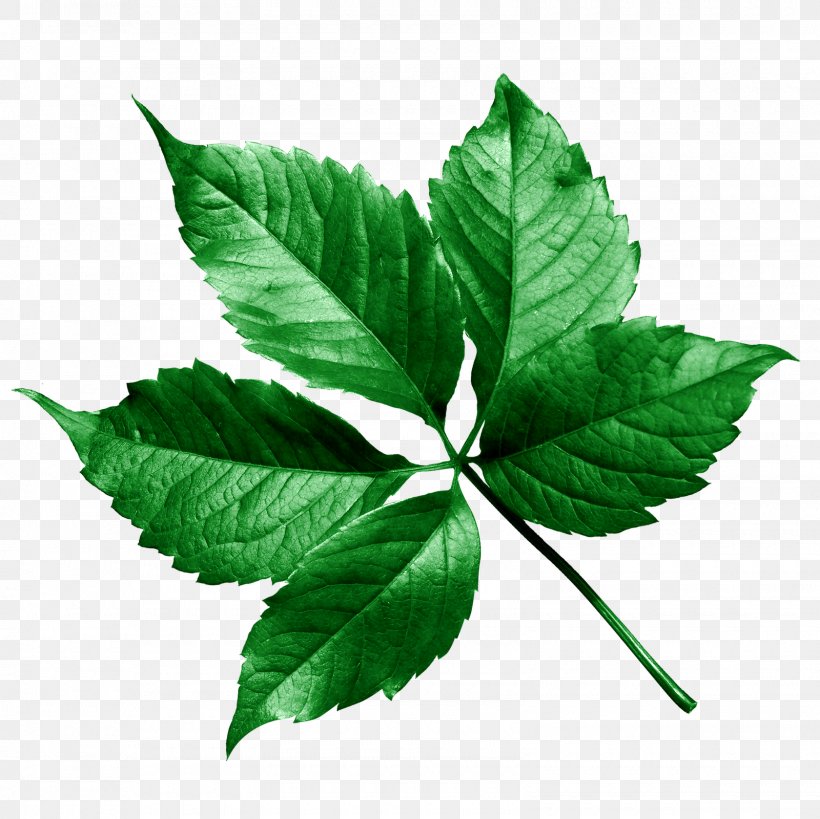 Leaf Thepix, PNG, 1600x1600px, Leaf, Cut Flowers, Drawing, Flower, Herb Download Free