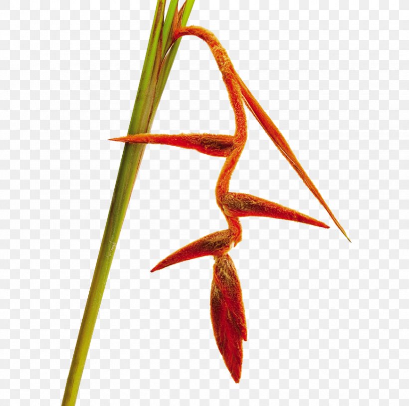 Lobster-claws Bird Of Paradise Flower Heliconia Vellerigera Cut Flowers, PNG, 870x864px, Lobsterclaws, Beak, Bird Of Paradise Flower, Branch, Colombia Download Free