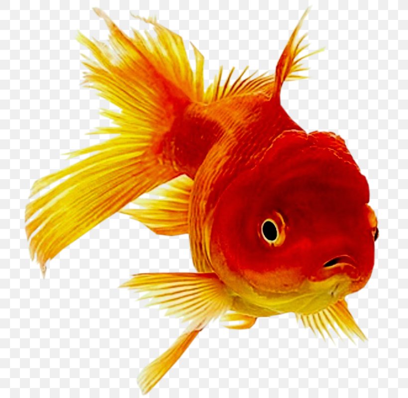 Oranda Ornamental Fish Common Goldfish, PNG, 759x800px, Oranda, Animal, Aquarium, Bony Fish, Common Goldfish Download Free