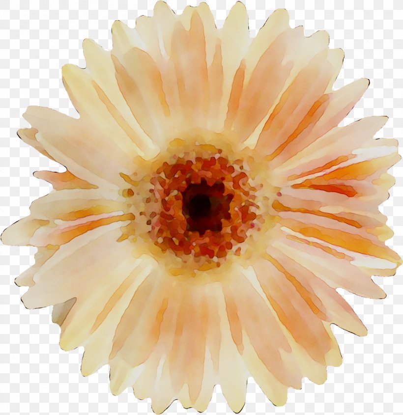 Transvaal Daisy Chrysanthemum Allen Tate Realtors: Hugh Moore Sales The Shannon Lawrence Team, PNG, 1309x1350px, Transvaal Daisy, Artificial Flower, Asterales, Bag, Barberton Daisy Download Free