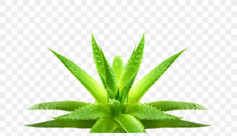 Aloe Vera Leaf Eyebrow Gel Plant, PNG, 3474x2002px, Aloe Vera, Aloe, Eyebrow, Flowerpot, Gel Download Free