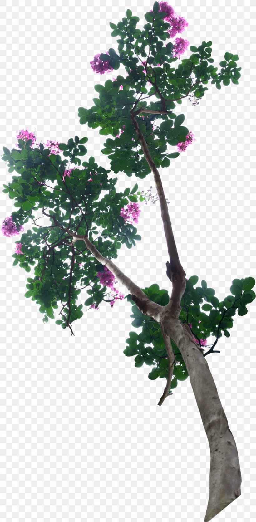 Bonsai Tree Flowerpot, PNG, 877x1790px, Bonsai, Albom, Animation, Branch, Chinese Garden Download Free