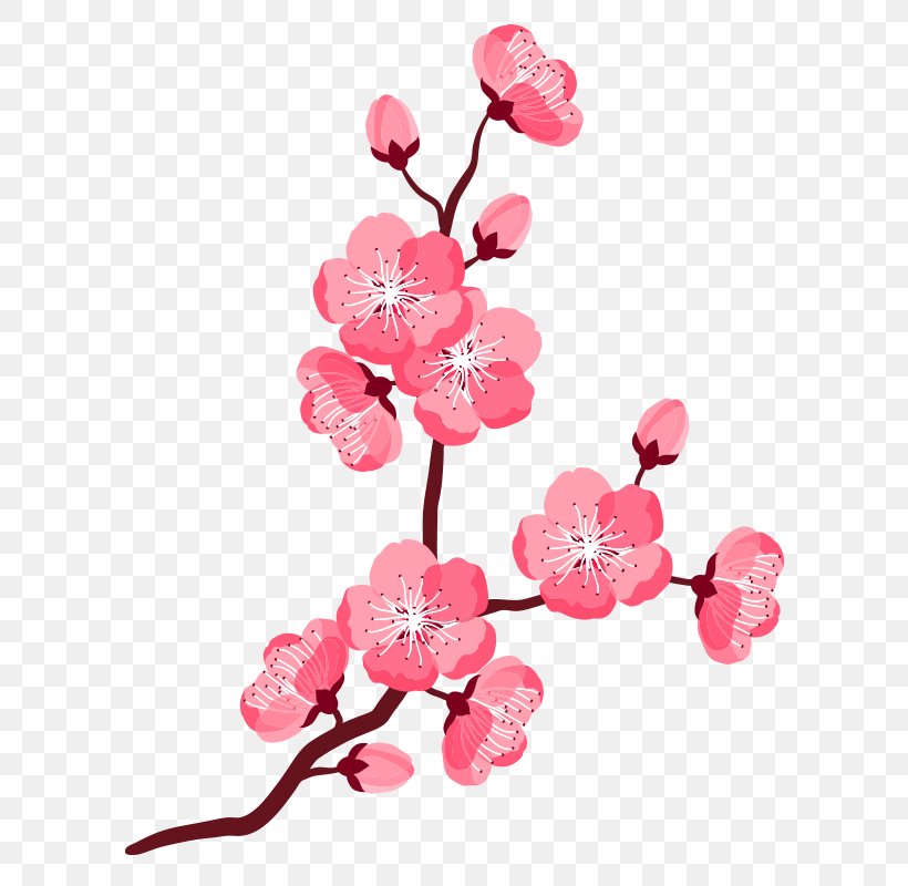 Clip Art Vector Graphics Cherry Blossom Illustration Openclipart, PNG, 800x800px, Cherry Blossom, Blossom, Branch, Cherries, Cut Flowers Download Free