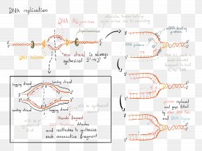 DNA Replication RNA DNA Polymerase PNG