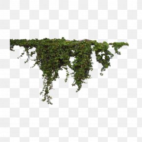 Moss Java - Clip Art Transparency Vector Graphics Image PNG