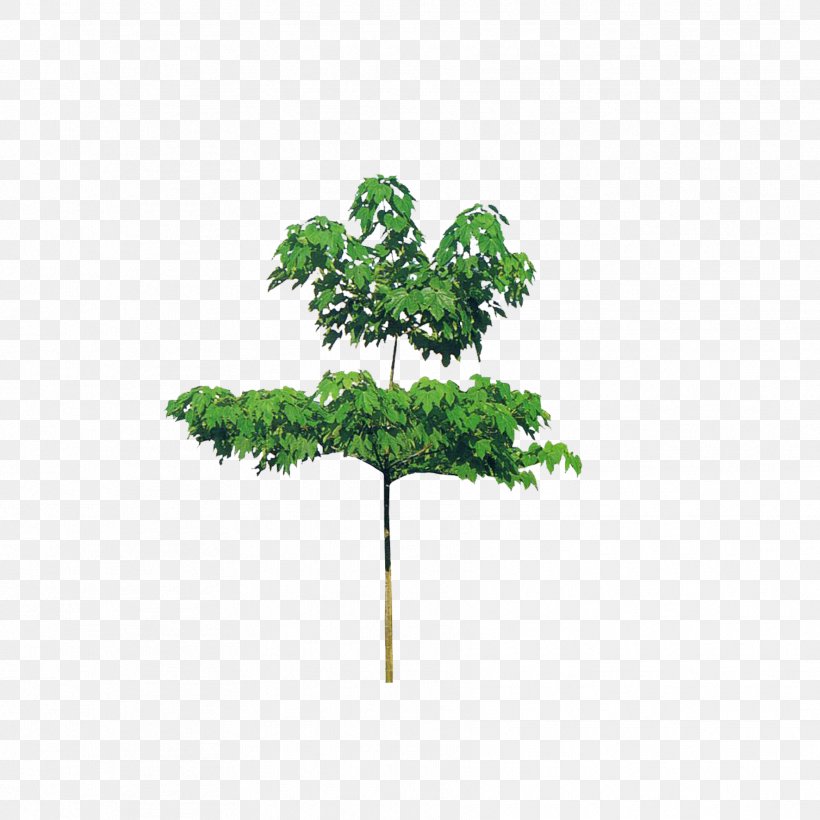 Branch Tree Oil, PNG, 1772x1772px, Branch, Flowering Plant, Flowerpot, Grass, Gratis Download Free