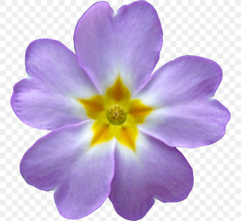 Essentialys Mc Guinness Management & Services Primrose Crocus Flower Avenue Albert Einstein, PNG, 750x753px, Primrose, Annual Plant, Belgium, Crocus, Flower Download Free