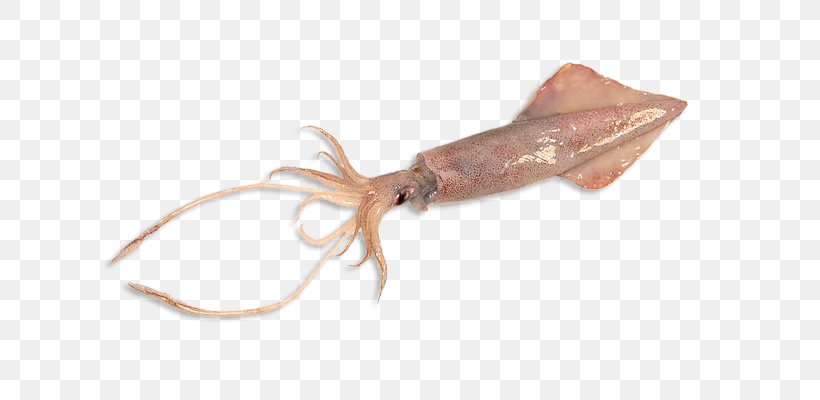 Humboldt Squid Giant Squid Yellowfin Tuna Octopus, PNG, 640x400px, Squid, Albacore, American Butterfish, Animal Source Foods, Atlantic Bluefin Tuna Download Free
