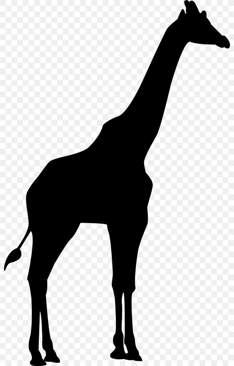 Mane Northern Giraffe Clip Art, PNG, 792x1280px, Mane, Animal, Black And White, Colt, Fauna Download Free