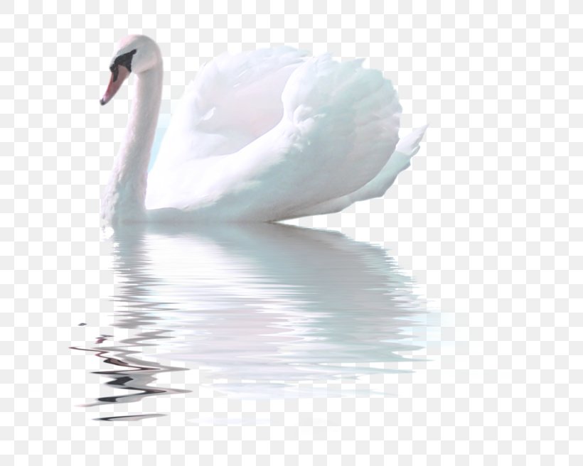 Mute Swan Bird Goose Tundra Swan, PNG, 800x656px, Mute Swan, Beak, Bird, Cygnini, Drawing Download Free
