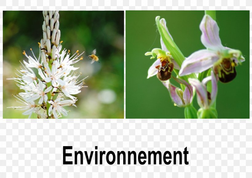 Royan Honey Bee Cara'Bus Natural Environment Atlantic Ocean, PNG, 900x636px, Royan, Atlantic Ocean, Bee, Bumblebee, City Download Free