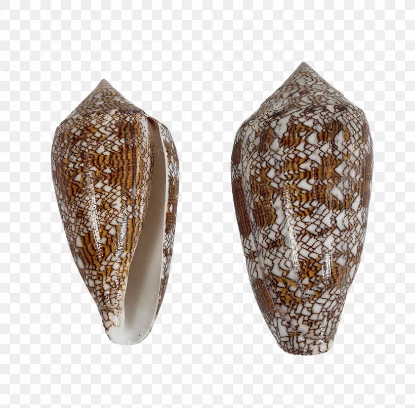 Seashell 3 Conchology Conus Textile Artifact, PNG, 2289x2253px, Seashell, Artifact, Conchology Download Free