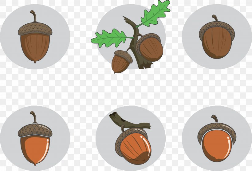 Seed Nut Acorn Fruit, PNG, 6372x4315px, Acorn, Auglis, Clip Art, Cotyledon, Food Download Free