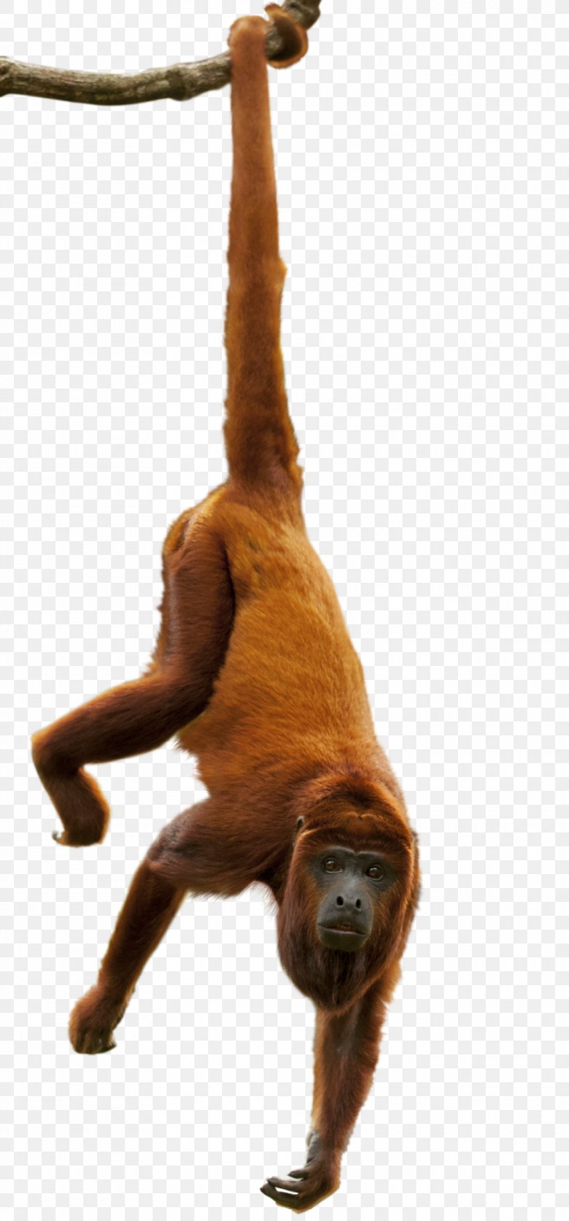Sloth Amazon Rainforest Orangutan Primate Great Apes, PNG, 960x2061px, Sloth, Amazon Rainforest, Animal, Ape, Canopy Download Free